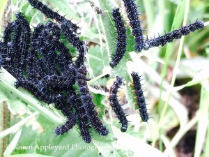 Caterpillars III