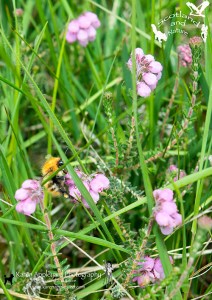 Bumble Bee on Cross-leaved Heather.