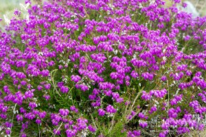 Pretty Purple Heather Beginning To Decorate The Hillsides.