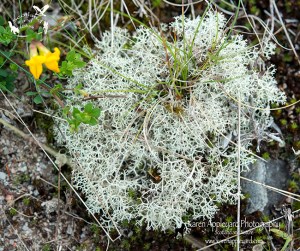 The Lichen, Cladonia portentosa Growing At Glen Lyon, Highland Perthshire.