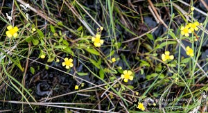 Lesser Spearwort 