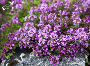 Wild Thyme Creeping Over Rocks. The favourite flower of Fairies.
