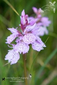 Heath Spotted-orchid 