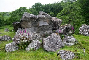 Foxgloves Growing Amongst Rocks & Boulders